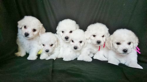 🐶健全な子犬のご紹介の写真