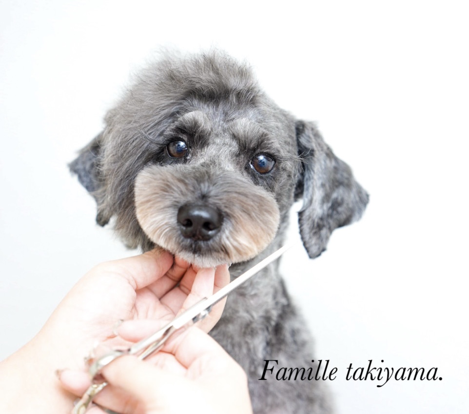 Petsalon Famille 滝山店の紹介写真_1枚目