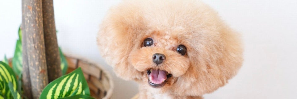 Petsalon Famille 滝山店の画像