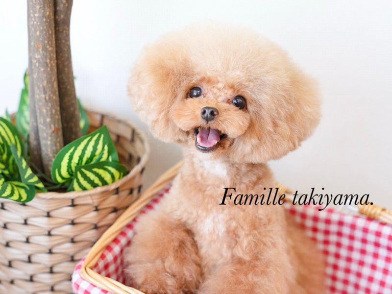 Petsalon Famille 滝山店の画像